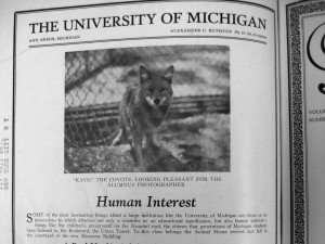 A Michigan coyote in close quarters at the Zoo.